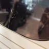 Fender Precision Bass Copy